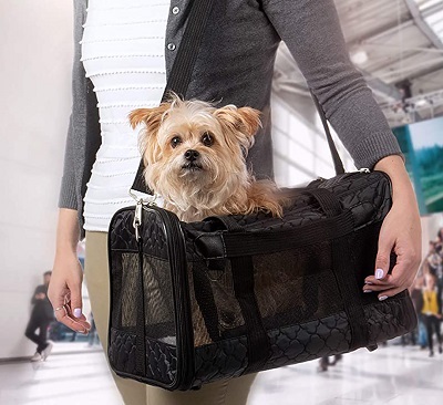 Frontier Airlines Dog Policy