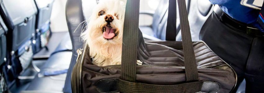 Frontier Airlines ESA Pet Policy