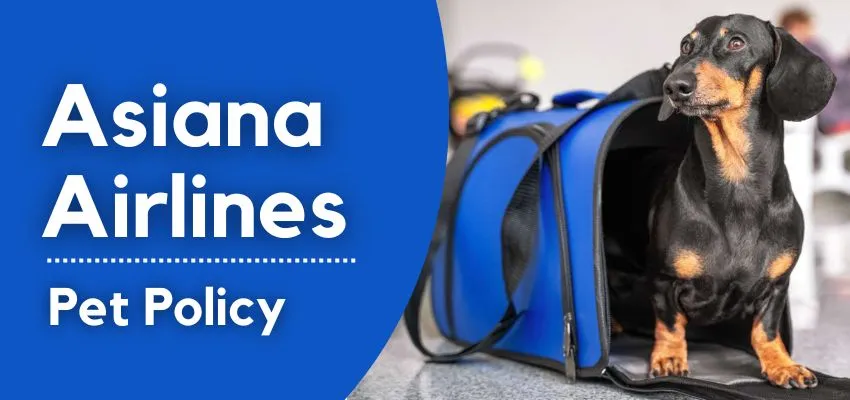 asiana airlines pet in cabin